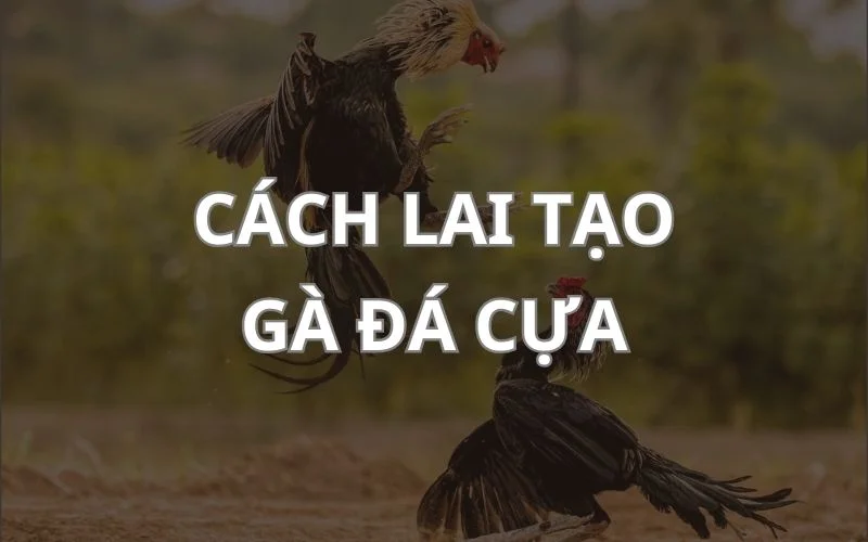 Cách lai tạo gà đá cựa cho ra chiến kê xuất sắc