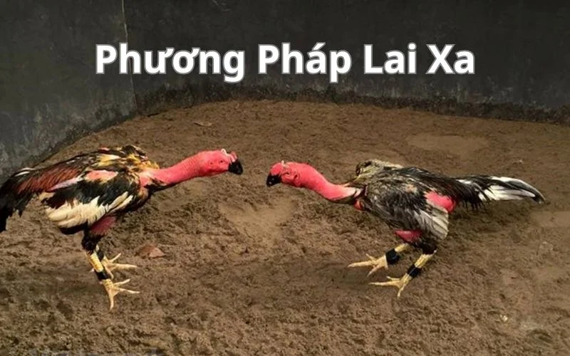 Phương pháp lai xa đối với giống gà đá cựa