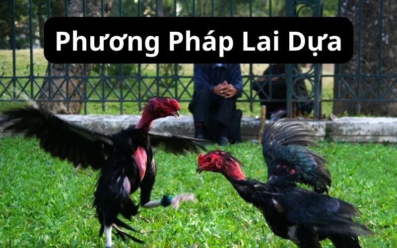 Sử dụng phương pháp dựa để lai tạo gà đá cựa