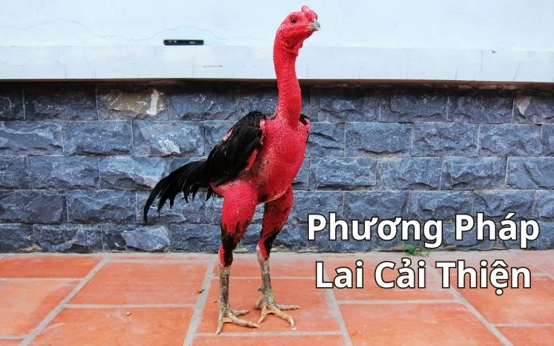 Lai cải thiện cho ra những chú gà đá cựa xuất sắc