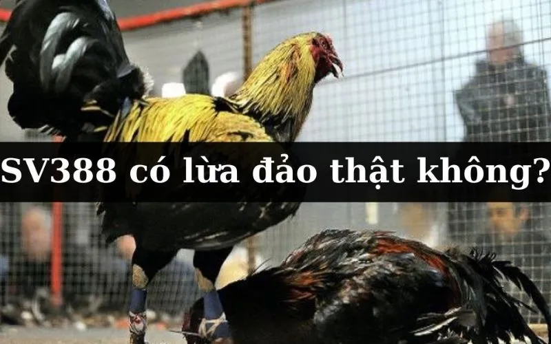 Tin đồn SV388 lừa đảo có thật không?