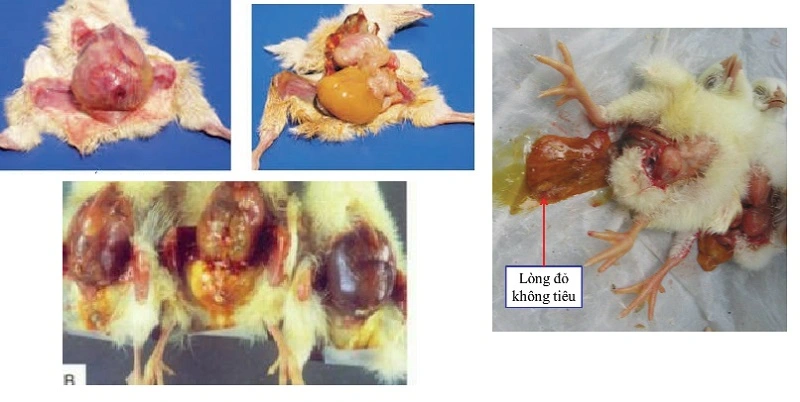 Thể viêm rốn khi gà mắc E Coli