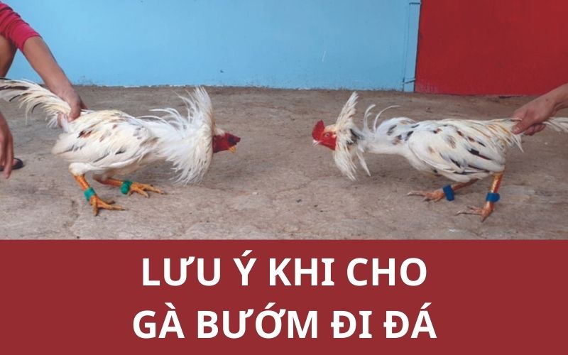 Cần lưu ý gì khi cho gà bướm đi đá?