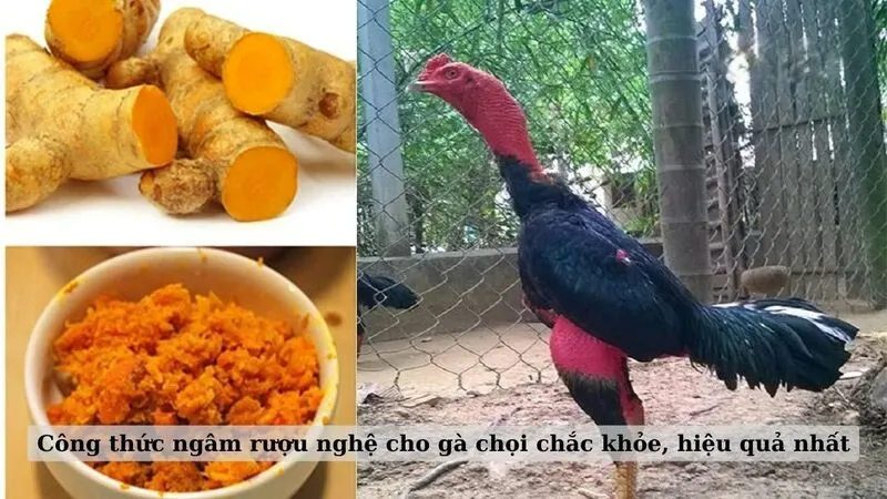 Ngâm rượu nghệ om bóp cho chiến kê có rất nhiều lợi ích