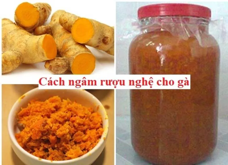 Cách ngâm rượu nghệ om bóp cho chiến kê đơn giản mà hiệu quả