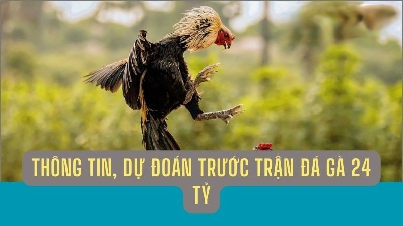 Thông tin chuẩn xác về trận xổ gà 24 tỷ