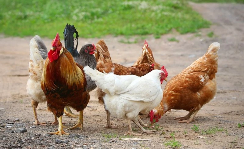 Kỹ thuật nuôi gà hữu cơ và 3 vấn đề quan trọng cần chú ý